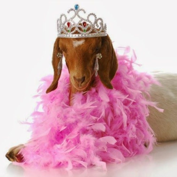 stylin_goat